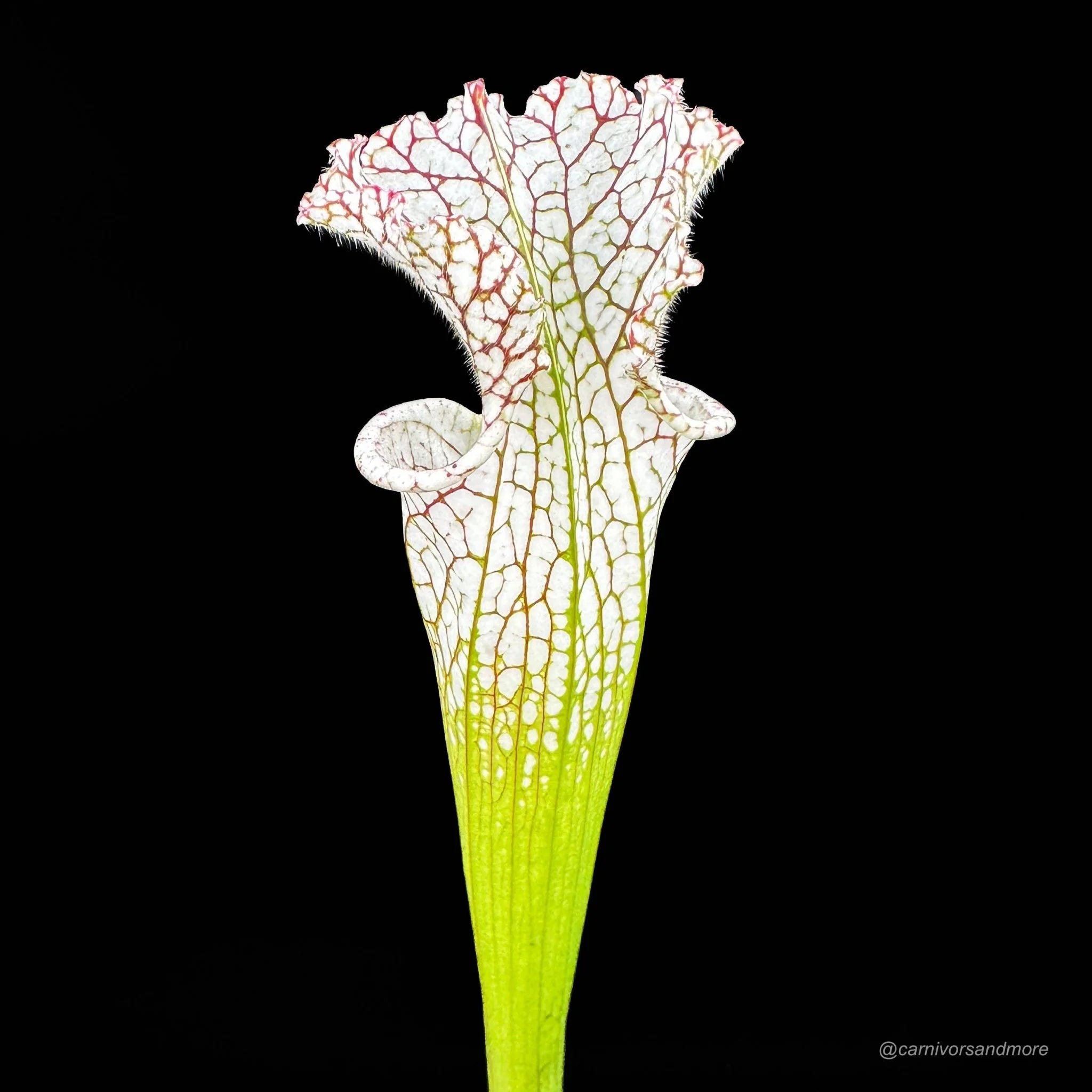 Sarracenia leucophylla 10/3 CK, Blackwater State reserve 大森食虫植物農園