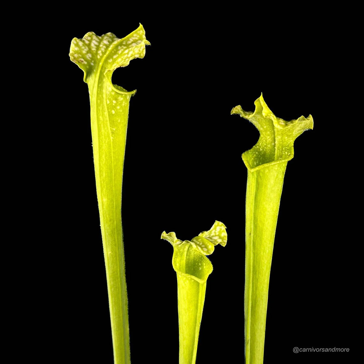 Sarracenia leucophylla AF x alata AF, 30 cm 大森食虫植物農園