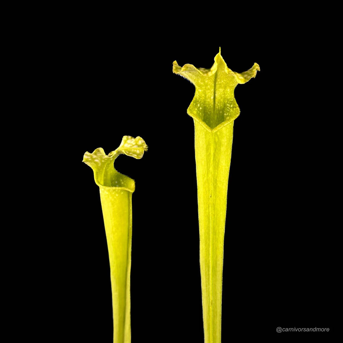 Sarracenia leucophylla AF x alata AF, 30 cm 大森食虫植物農園