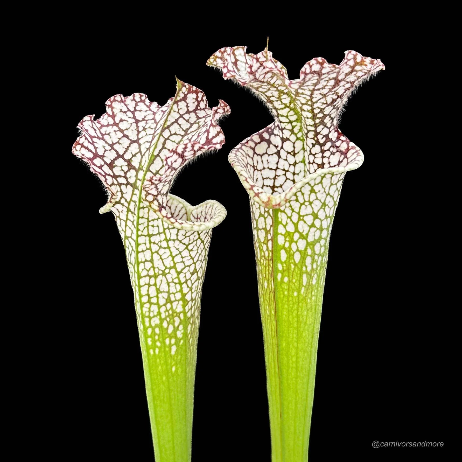 Sarracenia leucophylla Helmuth’s Delight x Perdido Alabama, seedgrown, 50-60 cm 大森食虫植物農園