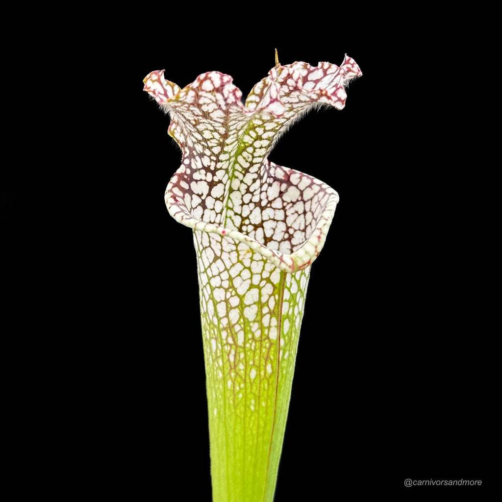 Sarracenia leucophylla Helmuth’s Delight x Perdido Alabama, seedgrown, 50-60 cm 大森食虫植物農園
