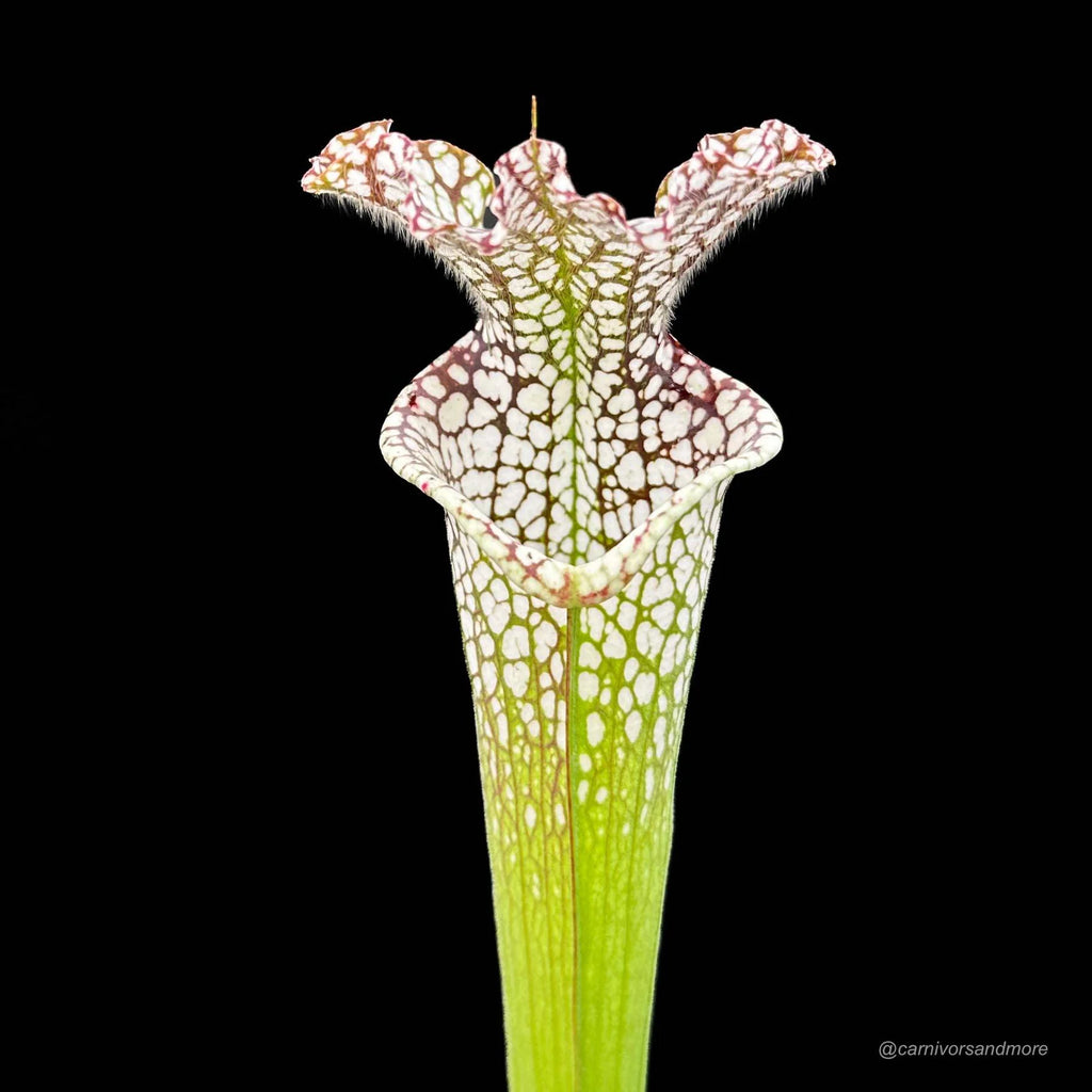 Sarracenia leucophylla Helmuth’s Delight x Perdido Alabama, seedgrown, 50-60 cm 大森食虫植物農園