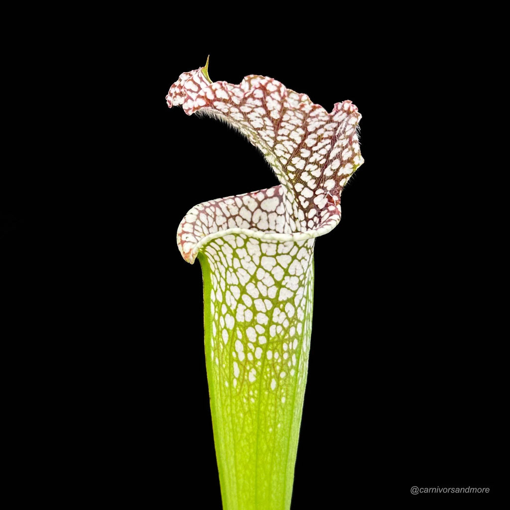 Sarracenia leucophylla Helmuth’s Delight x Perdido Alabama, seedgrown, 50-60 cm 大森食虫植物農園