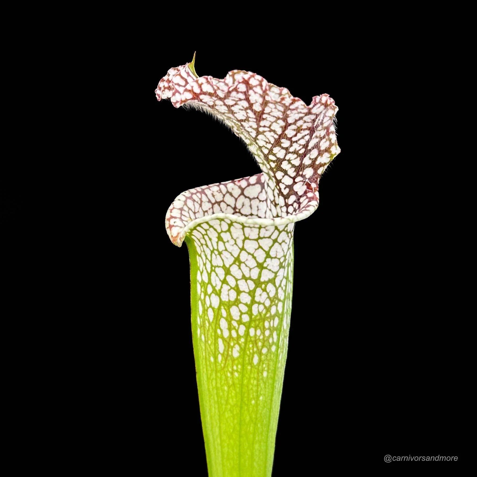 Sarracenia leucophylla Helmuth’s Delight x Perdido Alabama, seedgrown, 50-60 cm 大森食虫植物農園