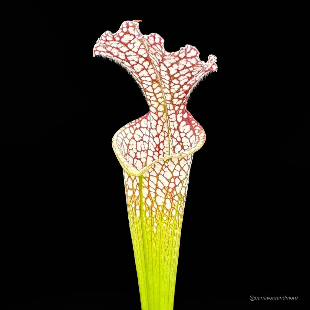 Sarracenia leucophylla MK L 19, near Altha FL (Giant form) 大森食虫植物農園