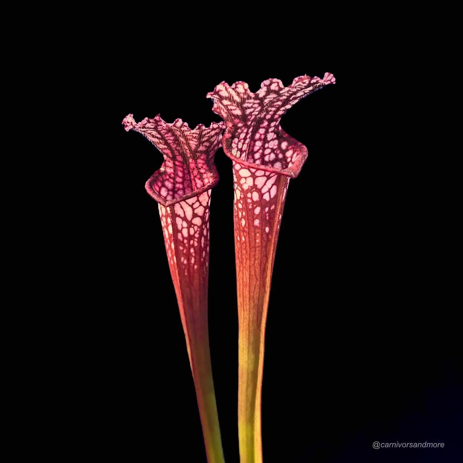 Sarracenia leucophylla Splinter 8/3 x „Black Sheer“ 大森食虫植物農園