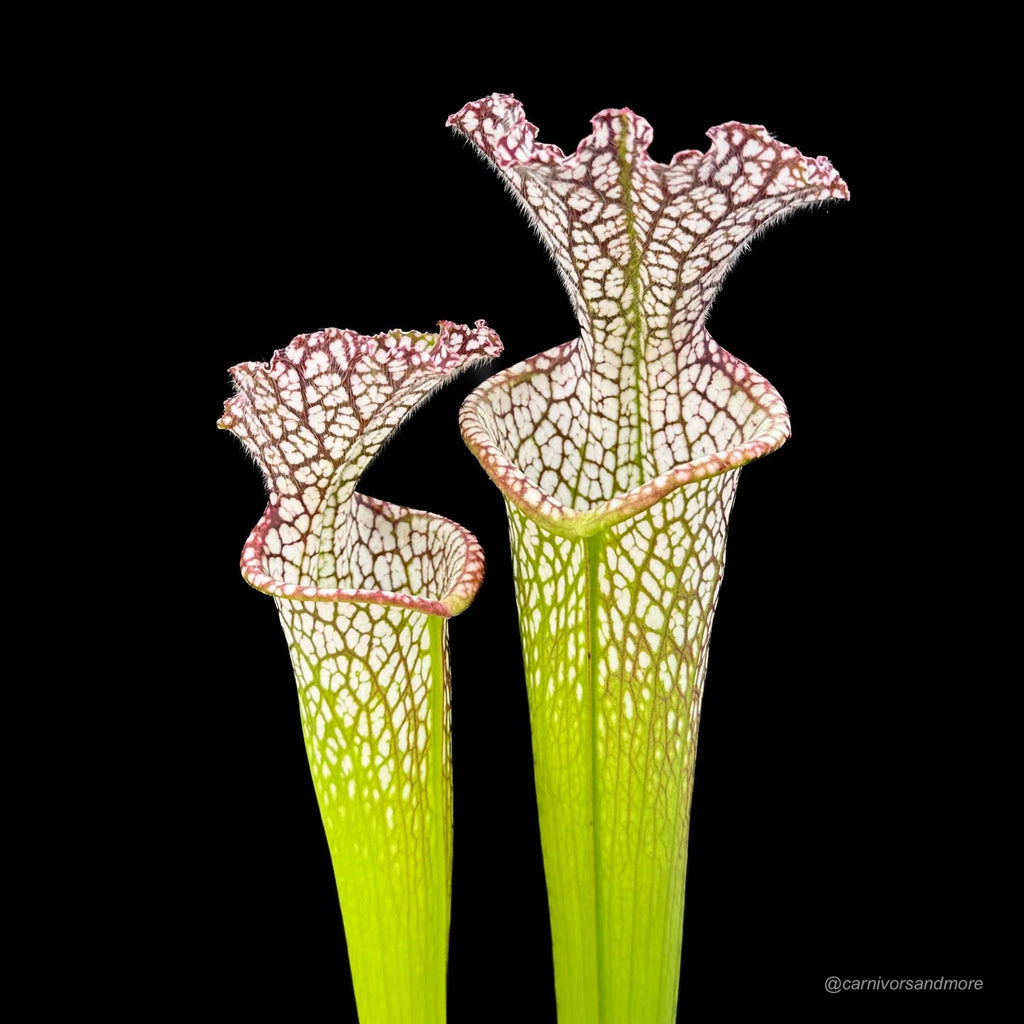 Sarracenia leucophylla „10/2 SL Blackwater State Forest“ 大森食虫植物農園