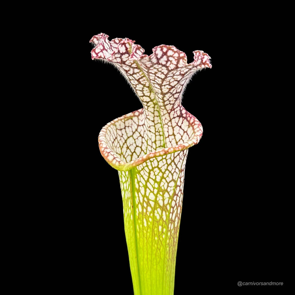 Sarracenia leucophylla „10/2 SL Blackwater State Forest“ 大森食虫植物農園