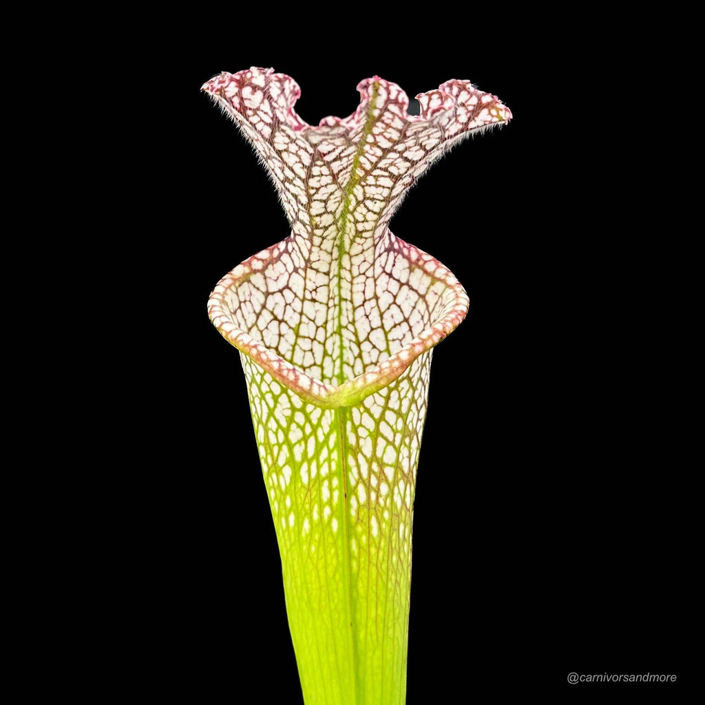 Sarracenia leucophylla „10/2 SL Blackwater State Forest“ 大森食虫植物農園