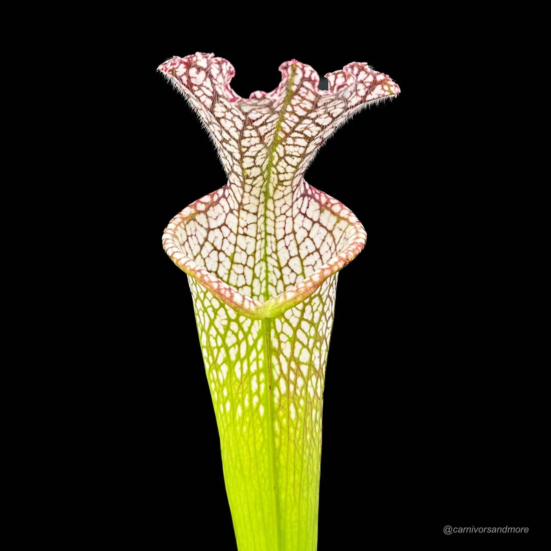 Sarracenia leucophylla „10/2 SL Blackwater State Forest“ 大森食虫植物農園