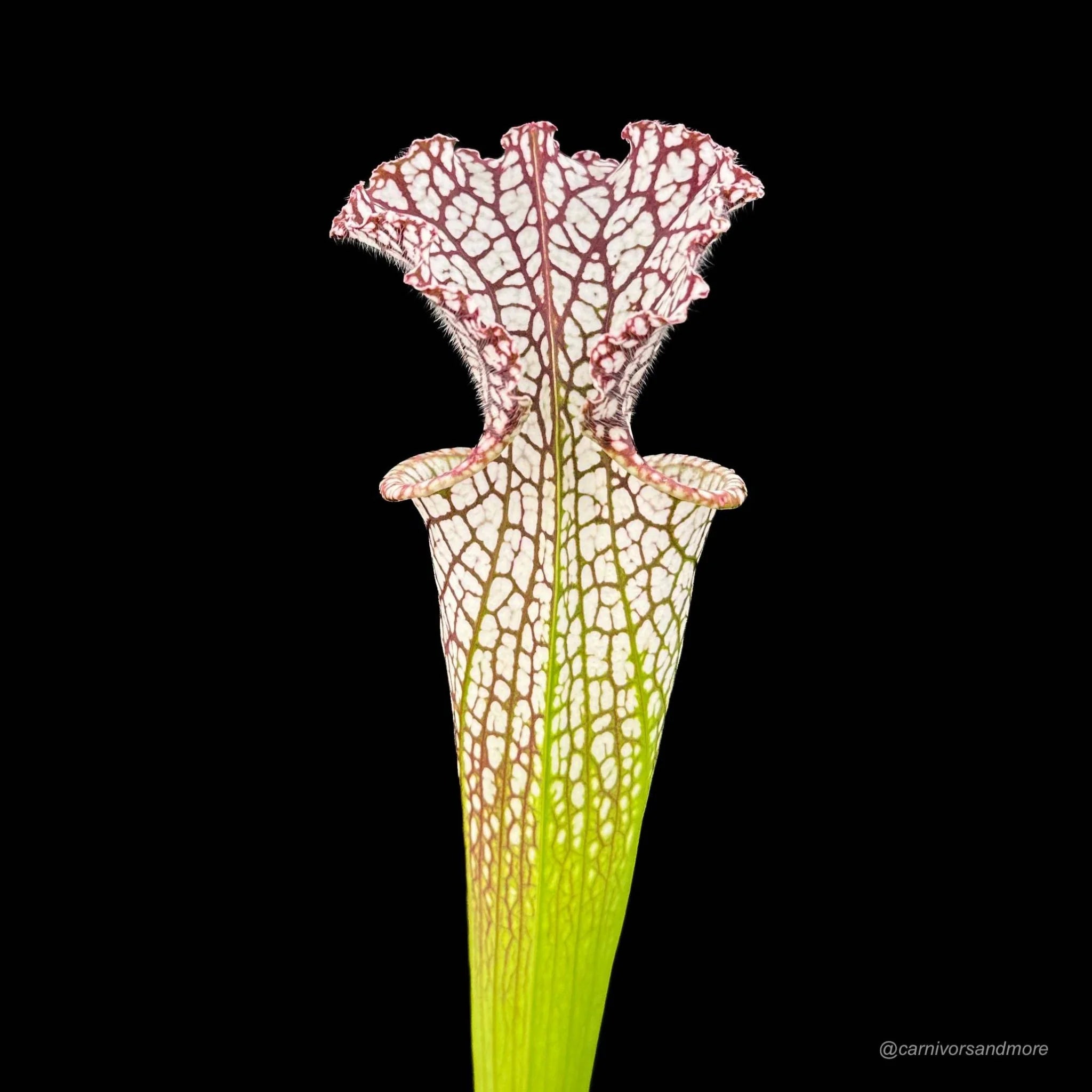 Sarracenia leucophylla „10/2 SL Blackwater State Forest“ 大森食虫植物農園