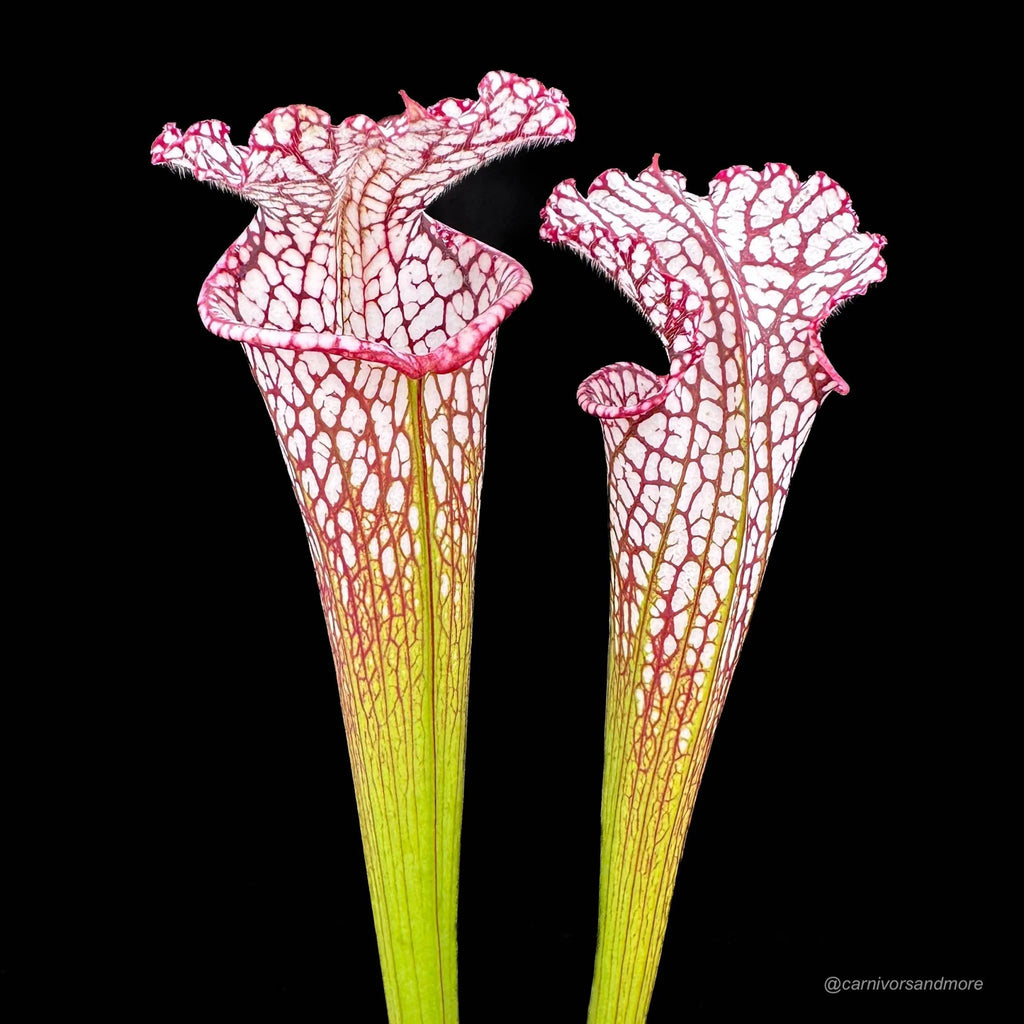 Sarracenia leucophylla #7, Splinter Hills, selected clone, from wild seed 大森食虫植物農園