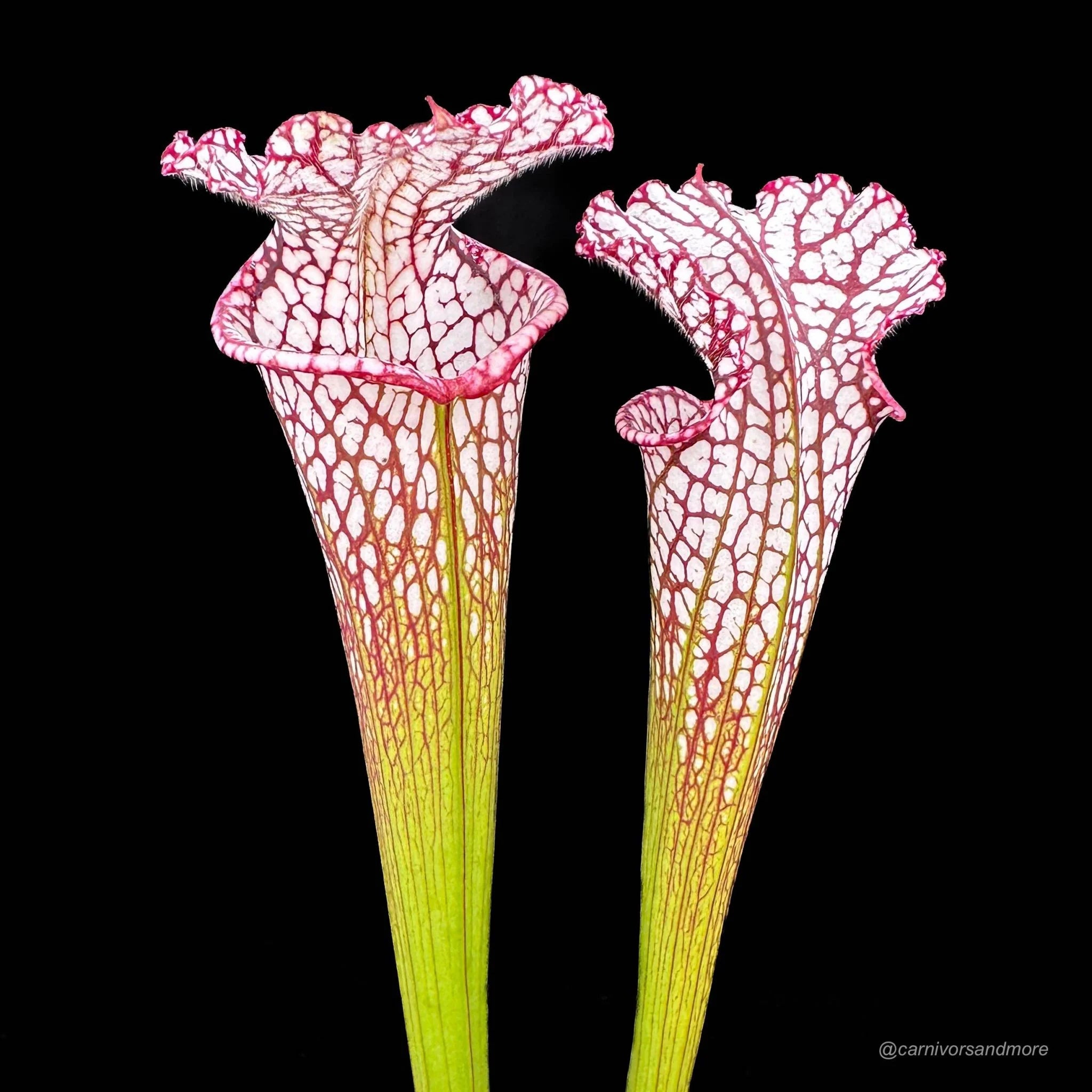 Sarracenia leucophylla #7, Splinter Hills, selected clone, from wild seed 大森食虫植物農園