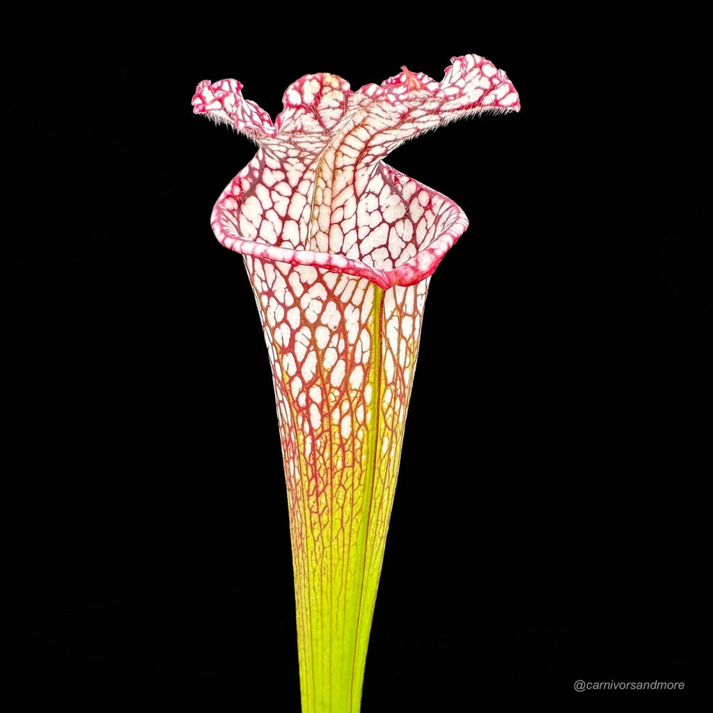 Sarracenia leucophylla #7, Splinter Hills, selected clone, from wild seed 大森食虫植物農園