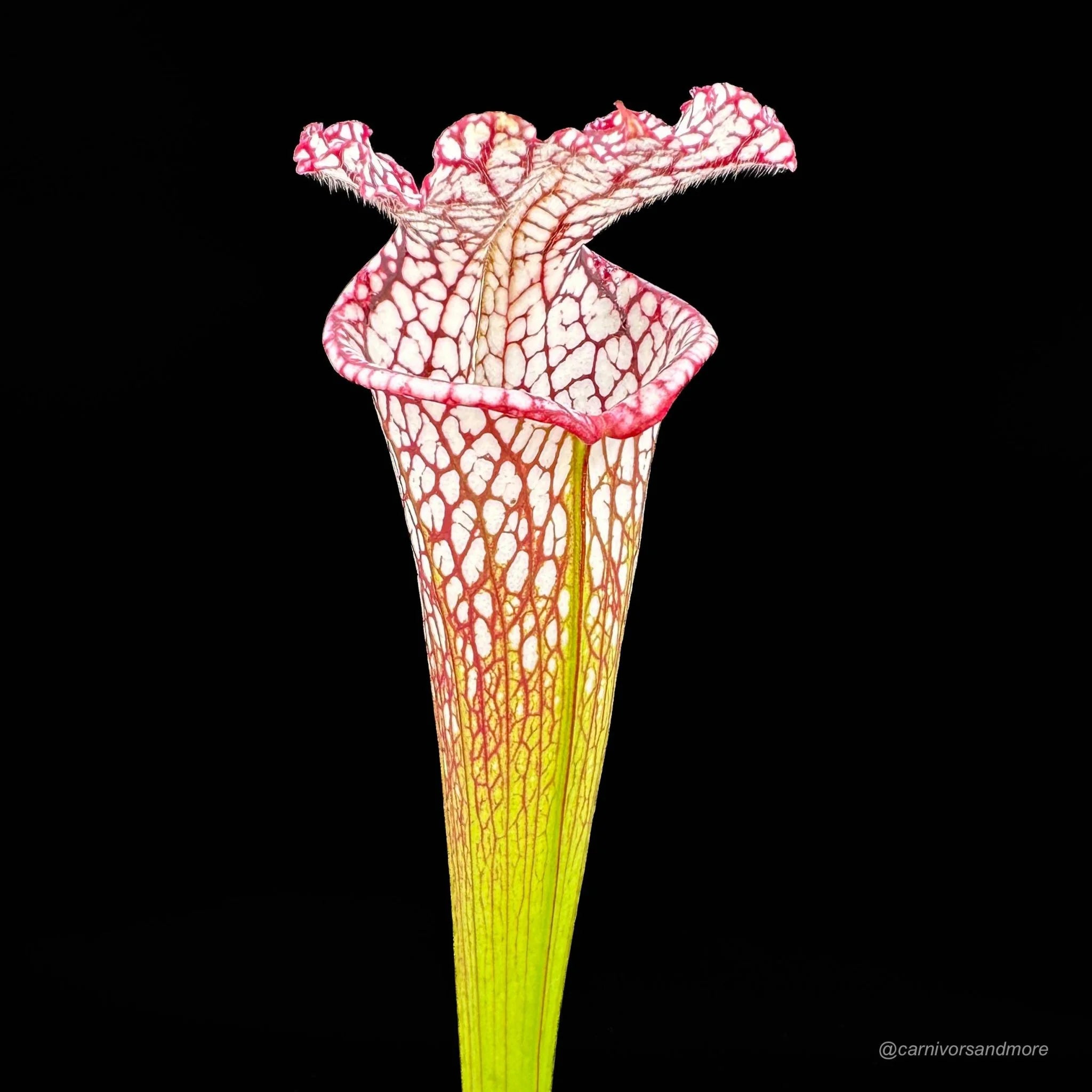 Sarracenia leucophylla #7, Splinter Hills, selected clone, from wild seed 大森食虫植物農園