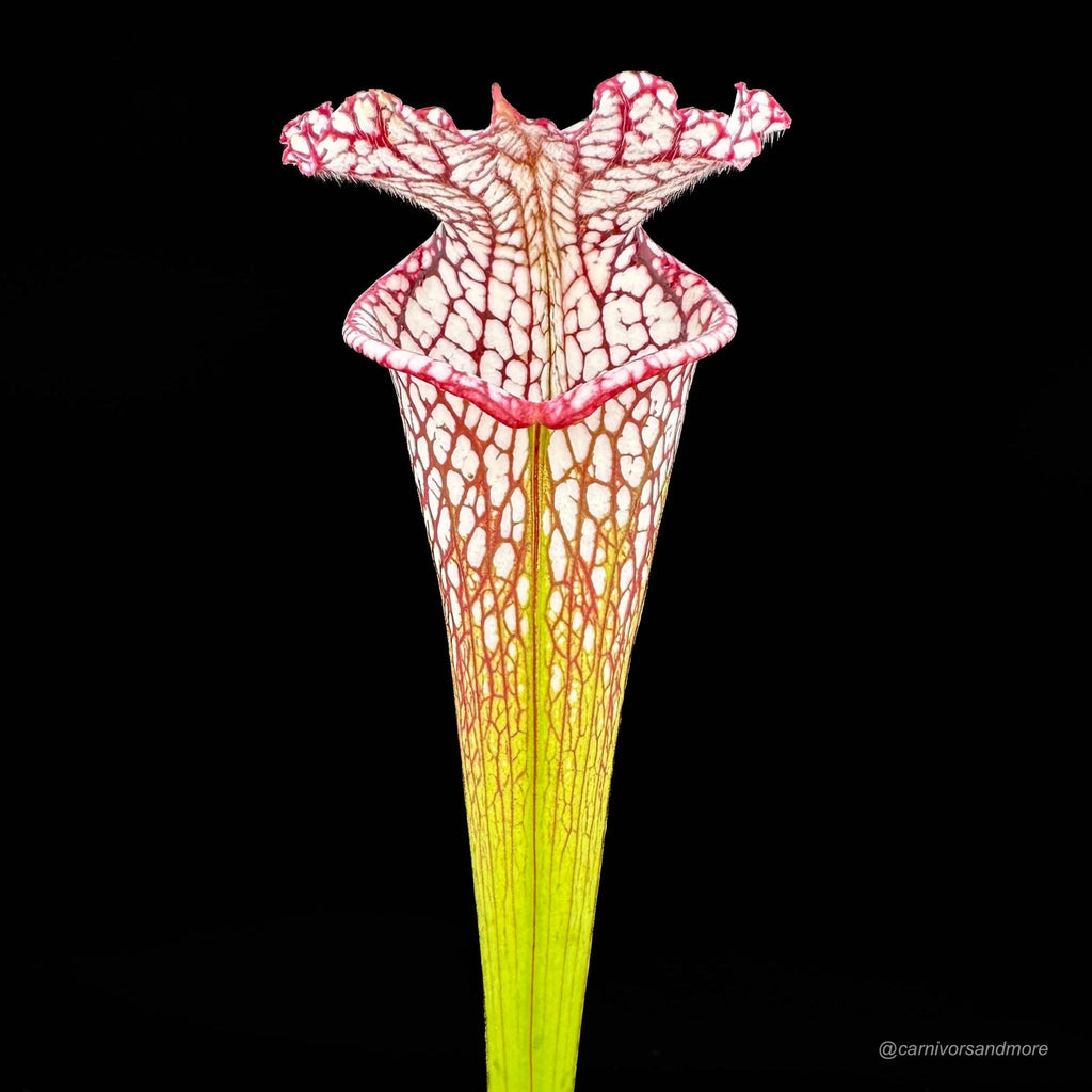 Sarracenia leucophylla #7, Splinter Hills, selected clone, from wild seed 大森食虫植物農園