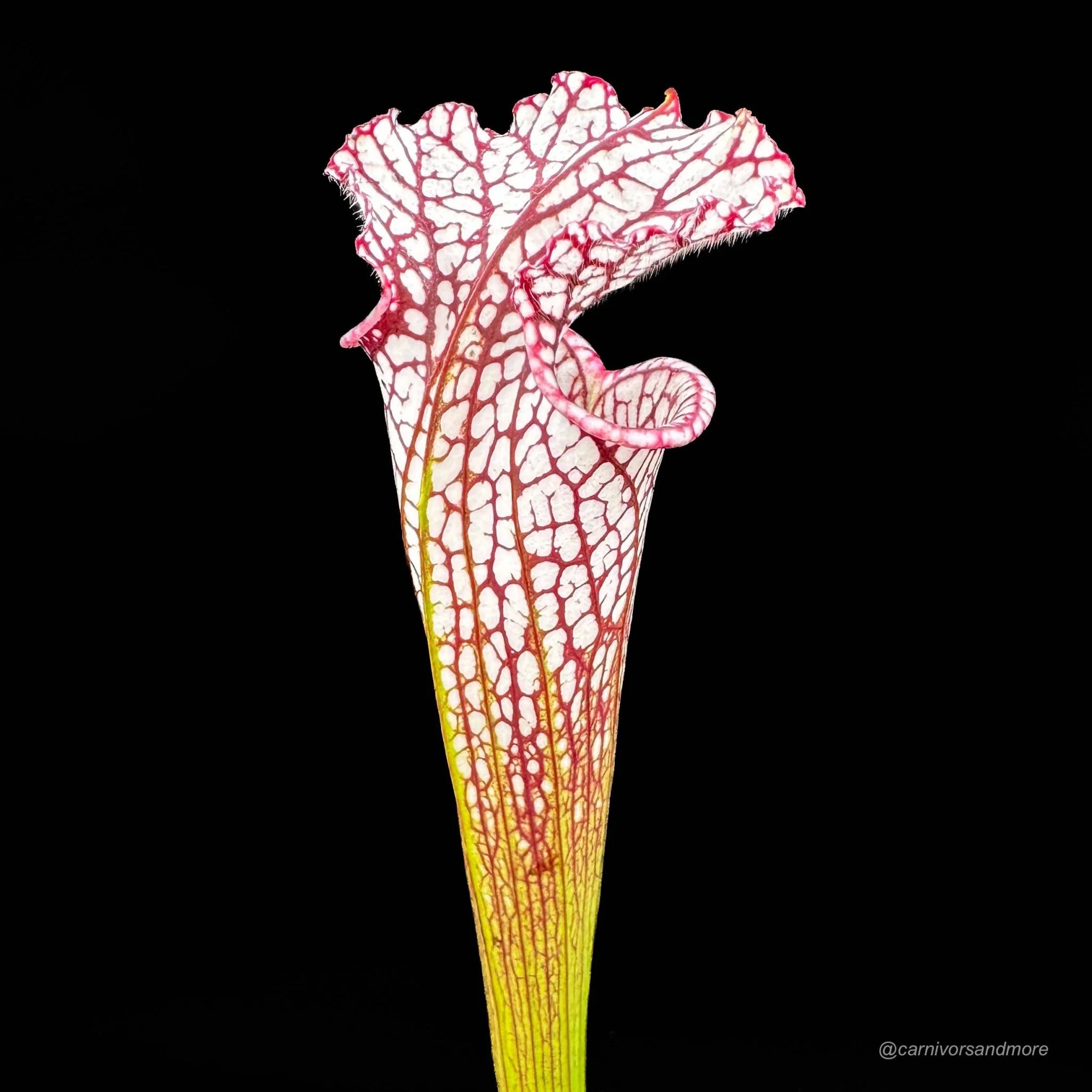 Sarracenia leucophylla #7, Splinter Hills, selected clone, from wild seed 大森食虫植物農園