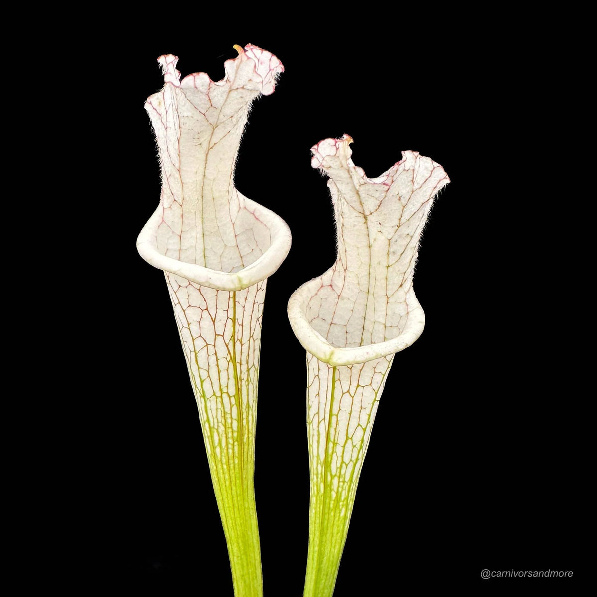 Sarracenia leucophylla “Alba # 5, Pink Lip“ 大森食虫植物農園