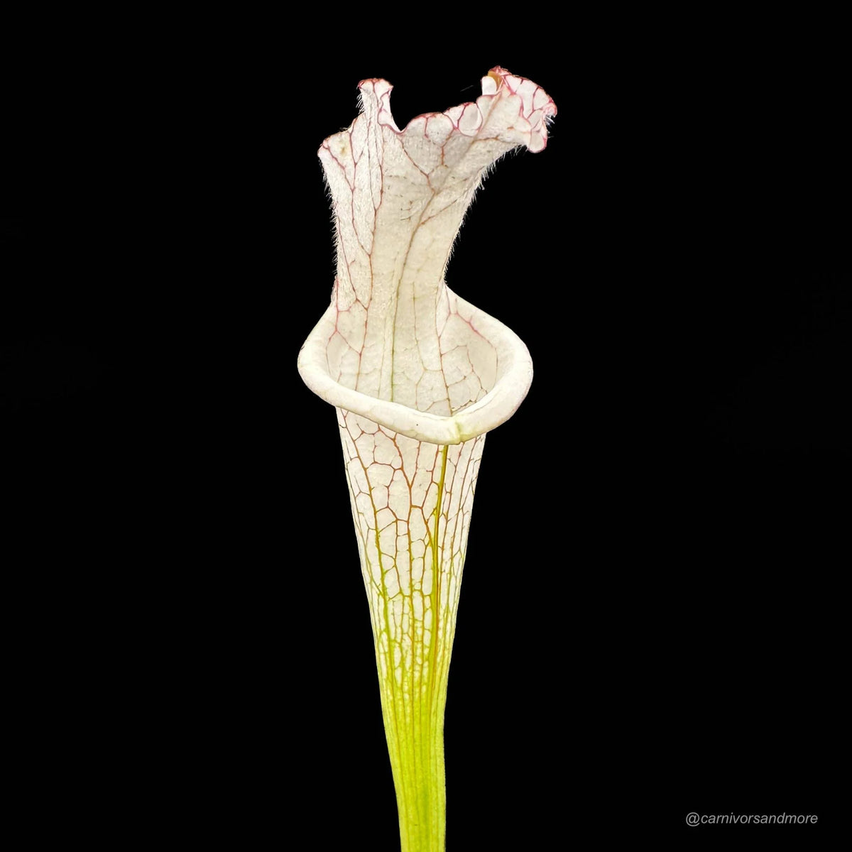Sarracenia leucophylla “Alba # 5, Pink Lip“ 大森食虫植物農園