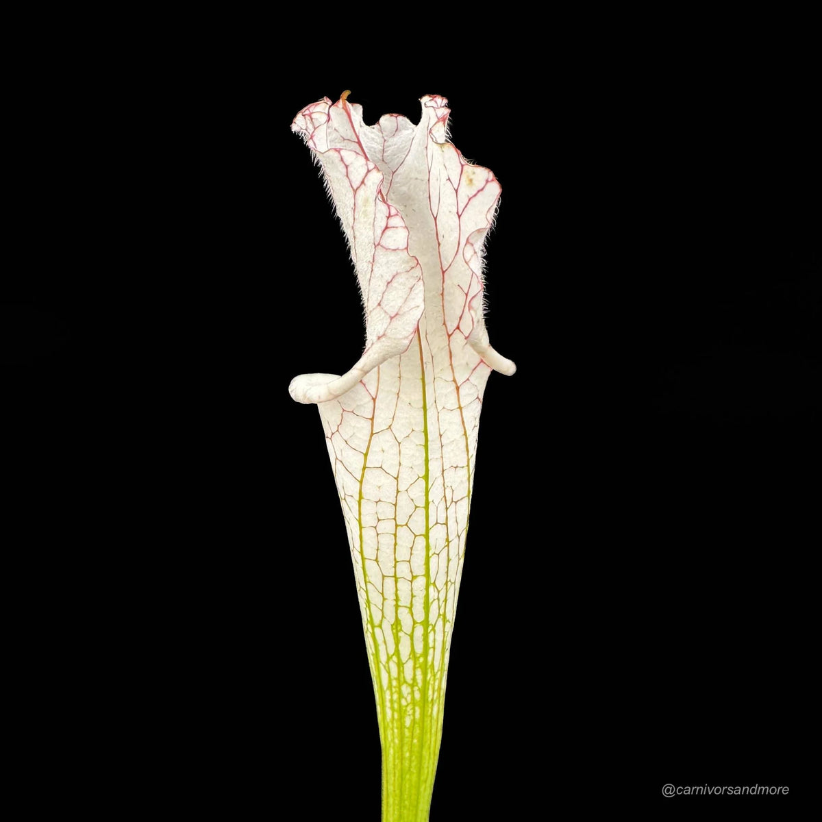 Sarracenia leucophylla “Alba # 5, Pink Lip“ 大森食虫植物農園