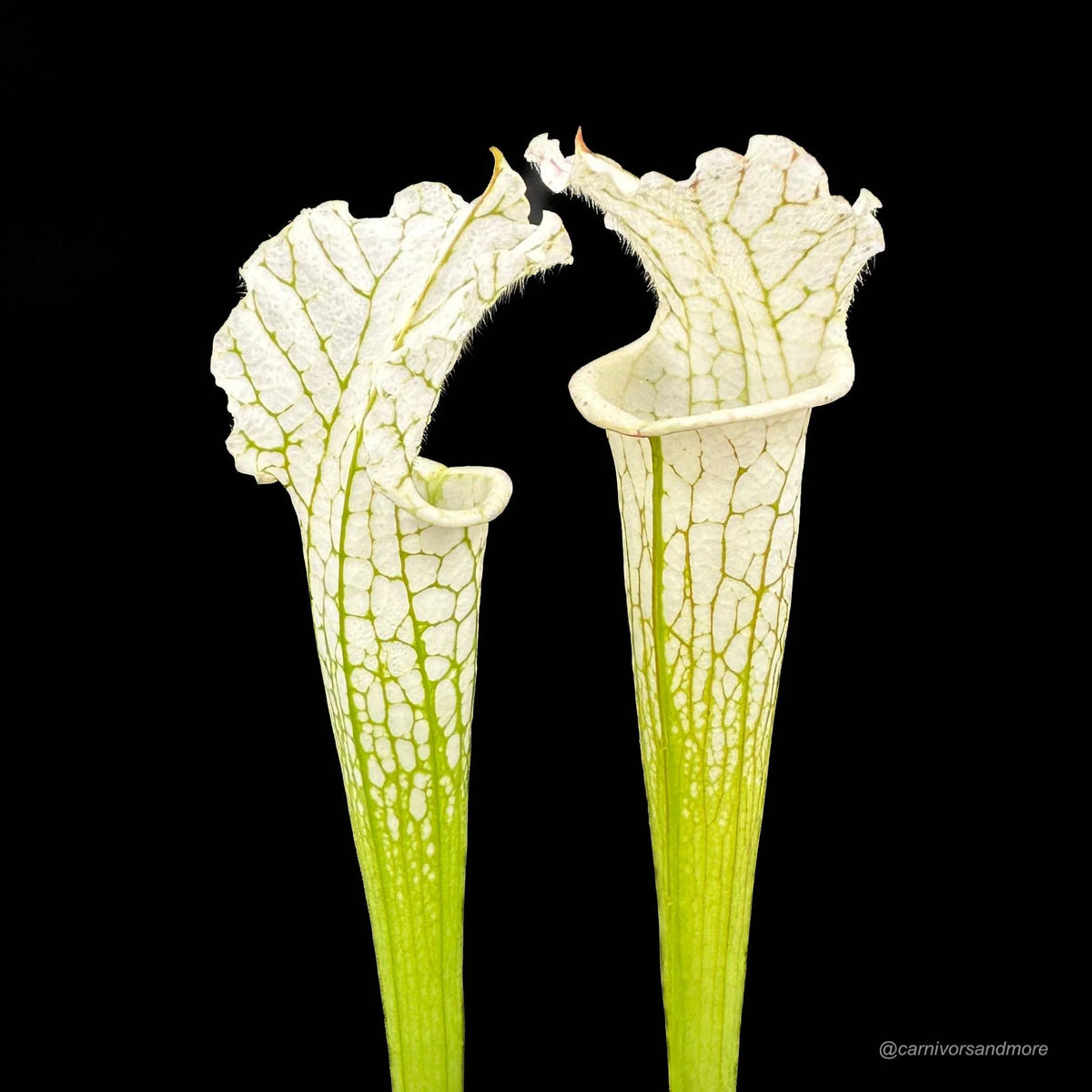 Sarracenia leucophylla “Alba“, almost clear white tops 大森食虫植物農園