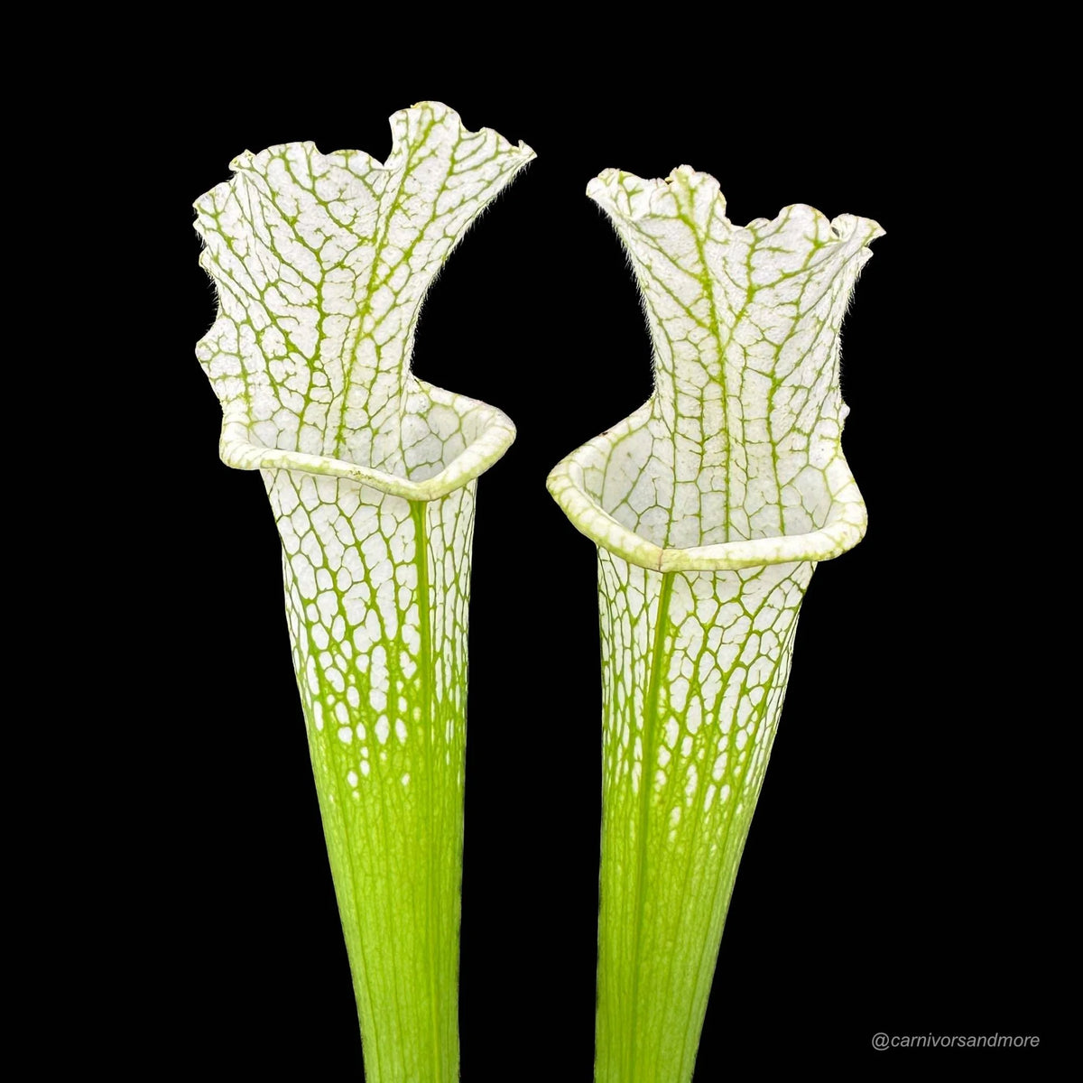 Sarracenia leucophylla “Alba“, almost clear white tops 大森食虫植物農園
