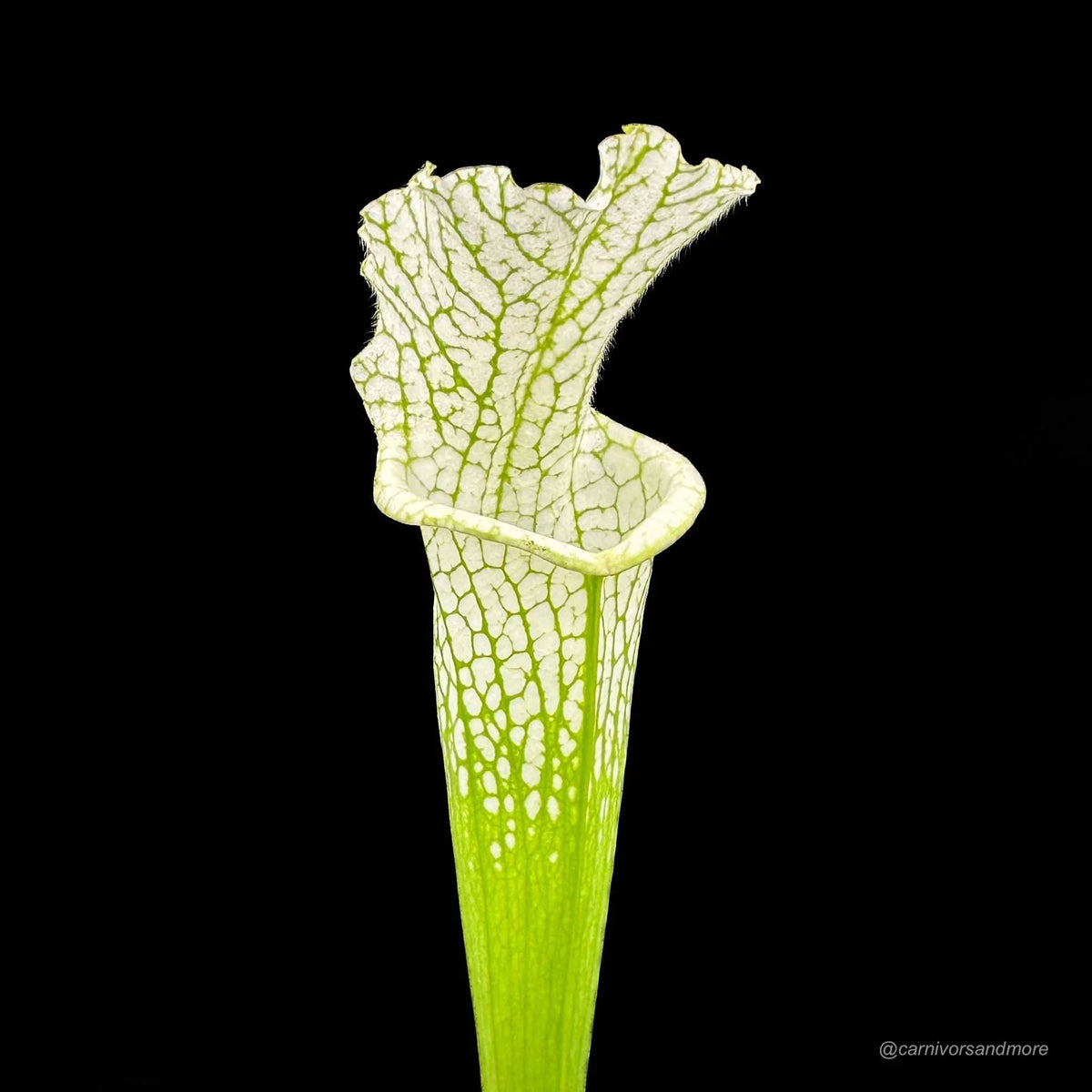 Sarracenia leucophylla “Alba“, almost clear white tops 大森食虫植物農園