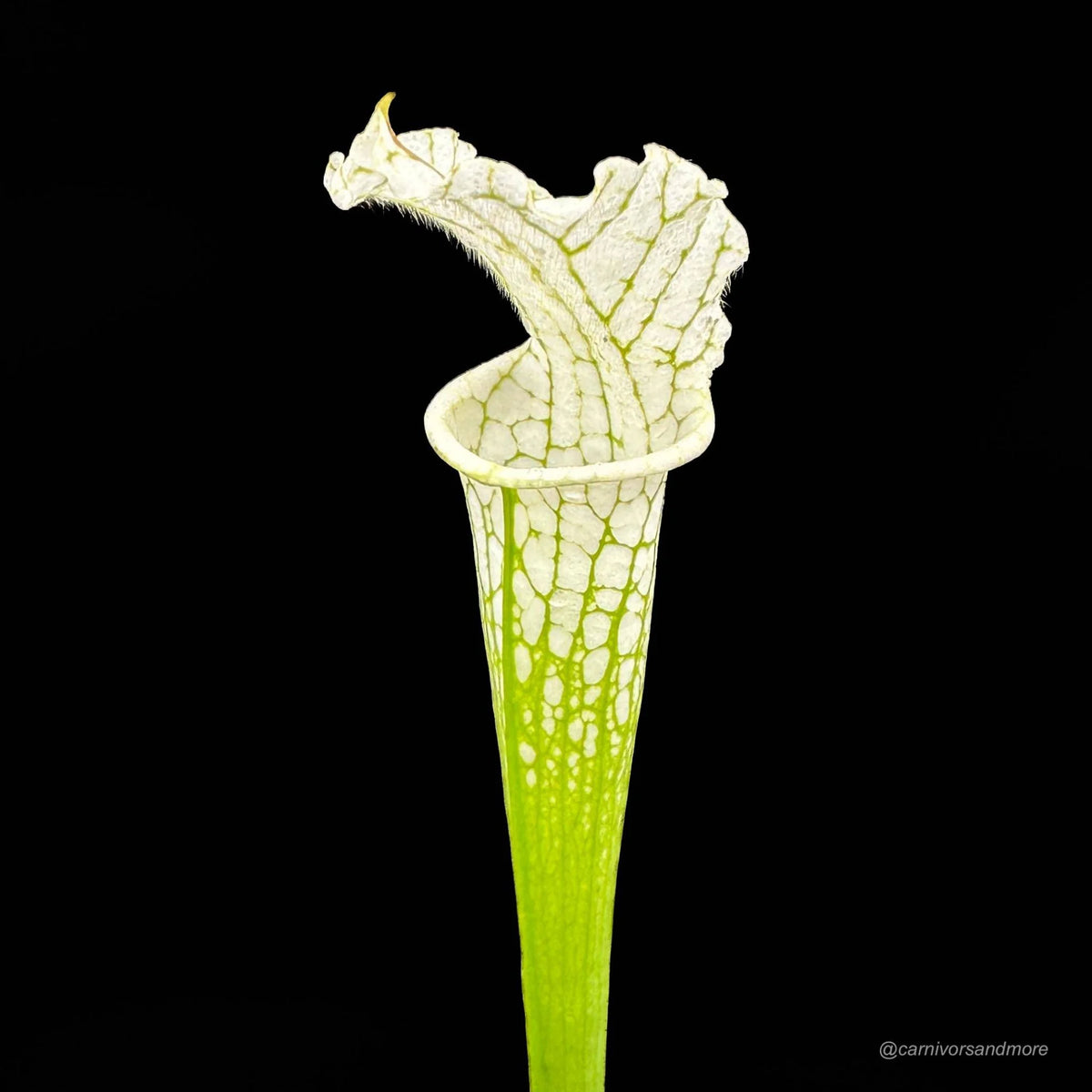 Sarracenia leucophylla “Alba“, almost clear white tops 大森食虫植物農園