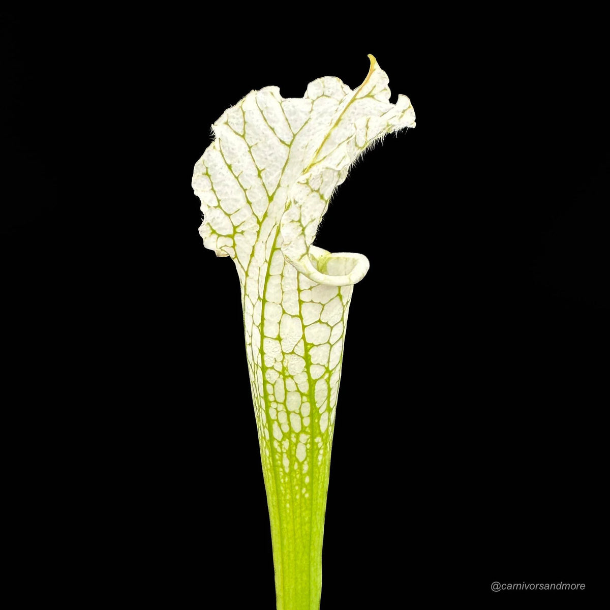 Sarracenia leucophylla “Alba“, almost clear white tops 大森食虫植物農園