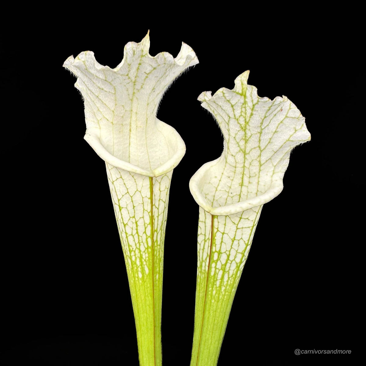 Sarracenia leucophylla “Alba“, very white tops 大森食虫植物農園