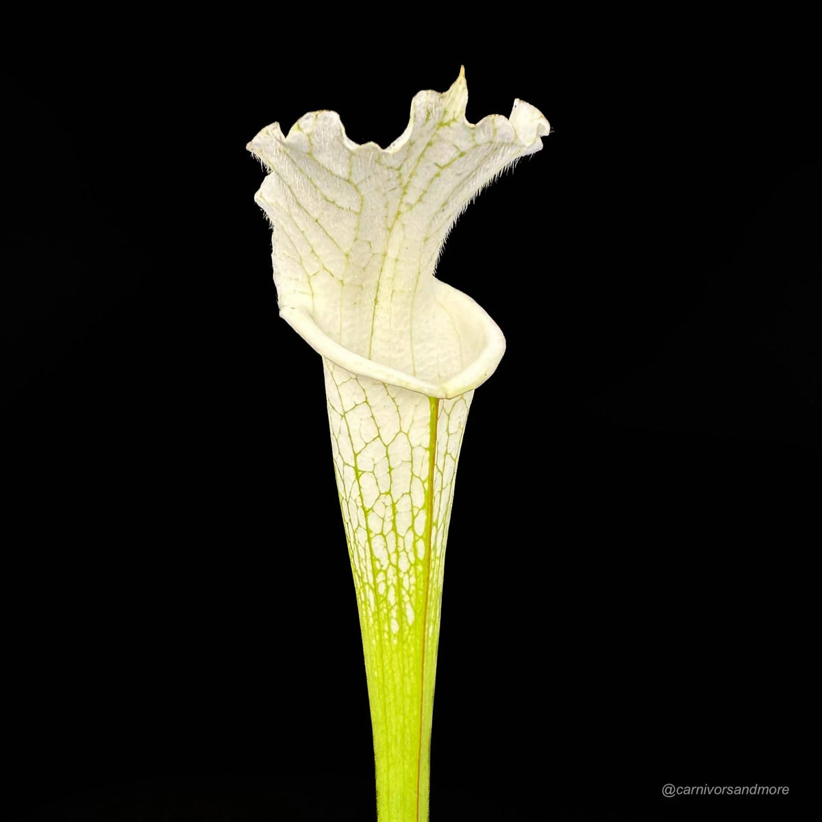 Sarracenia leucophylla “Alba“, very white tops 大森食虫植物農園