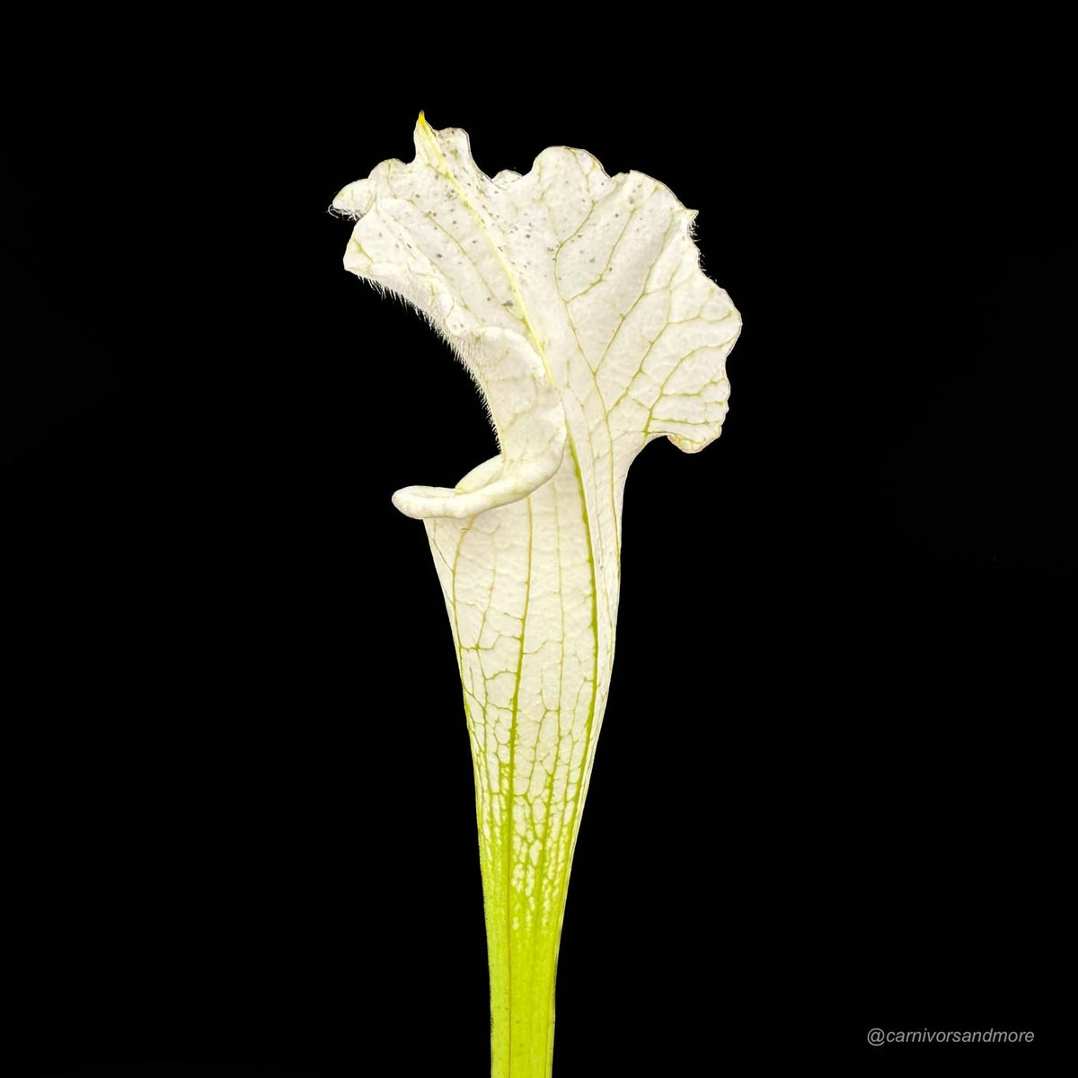 Sarracenia leucophylla “Alba“, very white tops 大森食虫植物農園