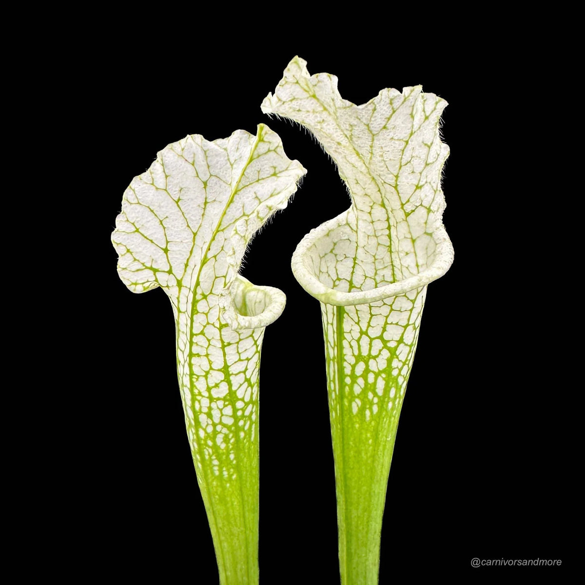Sarracenia leucophylla “Alba“ seedgrown plants 大森食虫植物農園