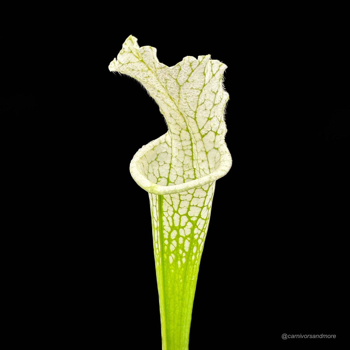 Sarracenia leucophylla “Alba“ seedgrown plants 大森食虫植物農園