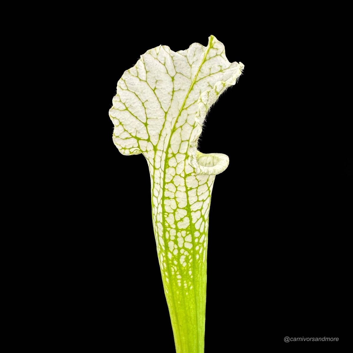 Sarracenia leucophylla “Alba“ seedgrown plants 大森食虫植物農園