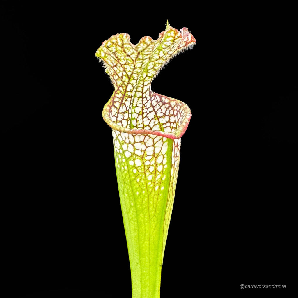 Sarracenia leucophylla, Baldwin Co., Al, MK L 20c 大森食虫植物農園