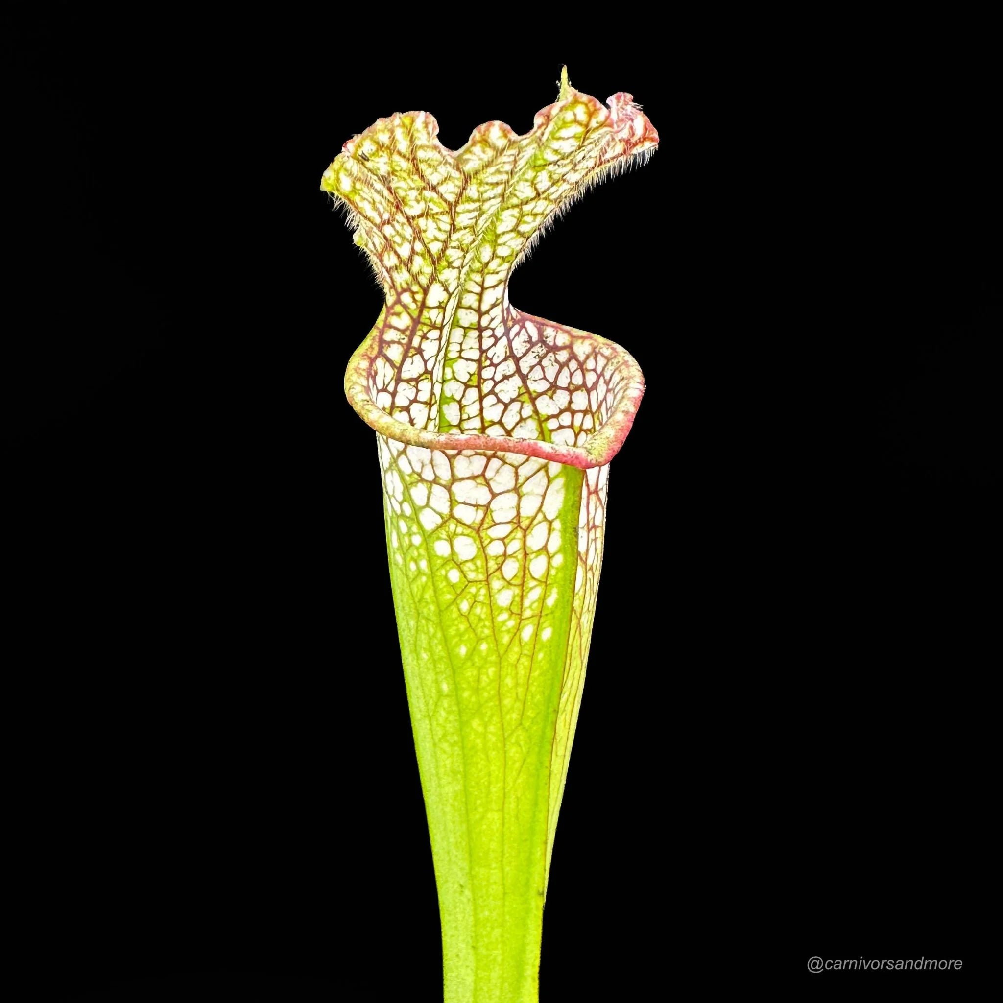 Sarracenia leucophylla, Baldwin Co., Al, MK L 20c 大森食虫植物農園