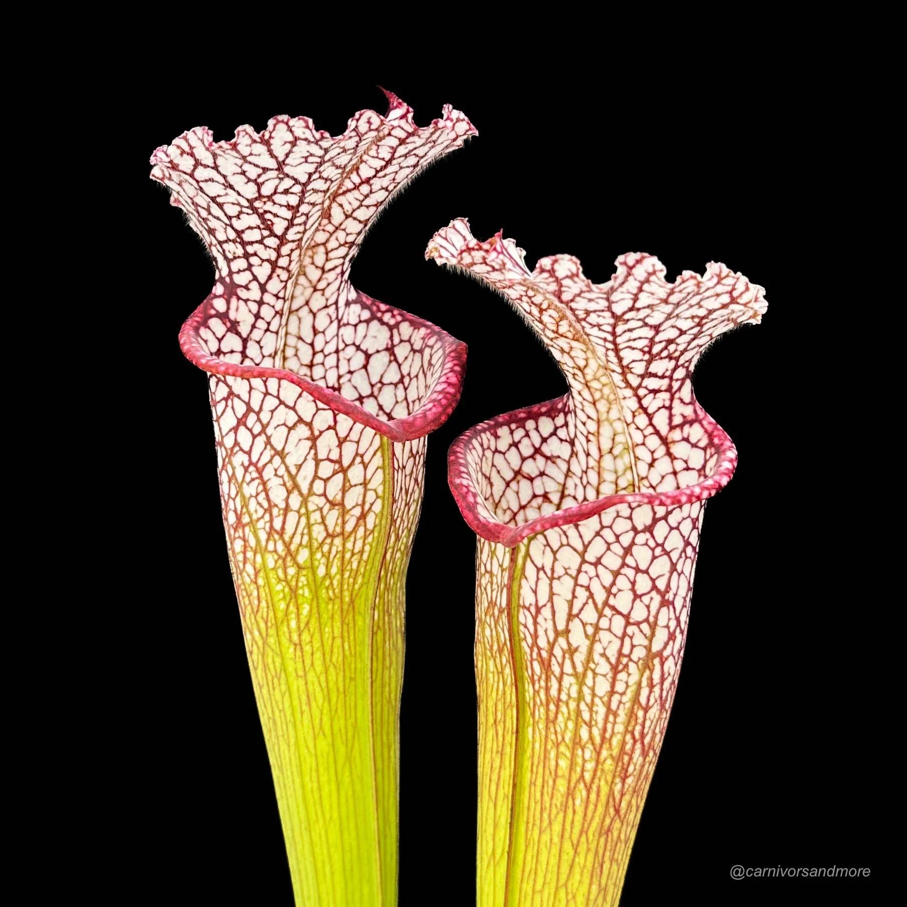 Sarracenia leucophylla, Baldwin Co., Al, MK L 20a 大森食虫植物農園