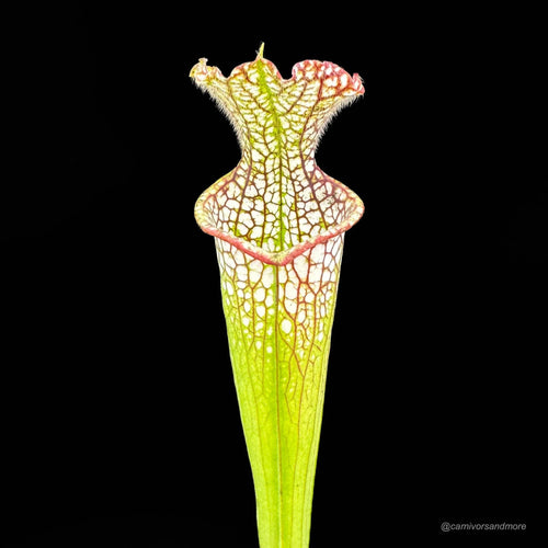 Sarracenia leucophylla, Baldwin Co., Al, MK L 20c 大森食虫植物農園