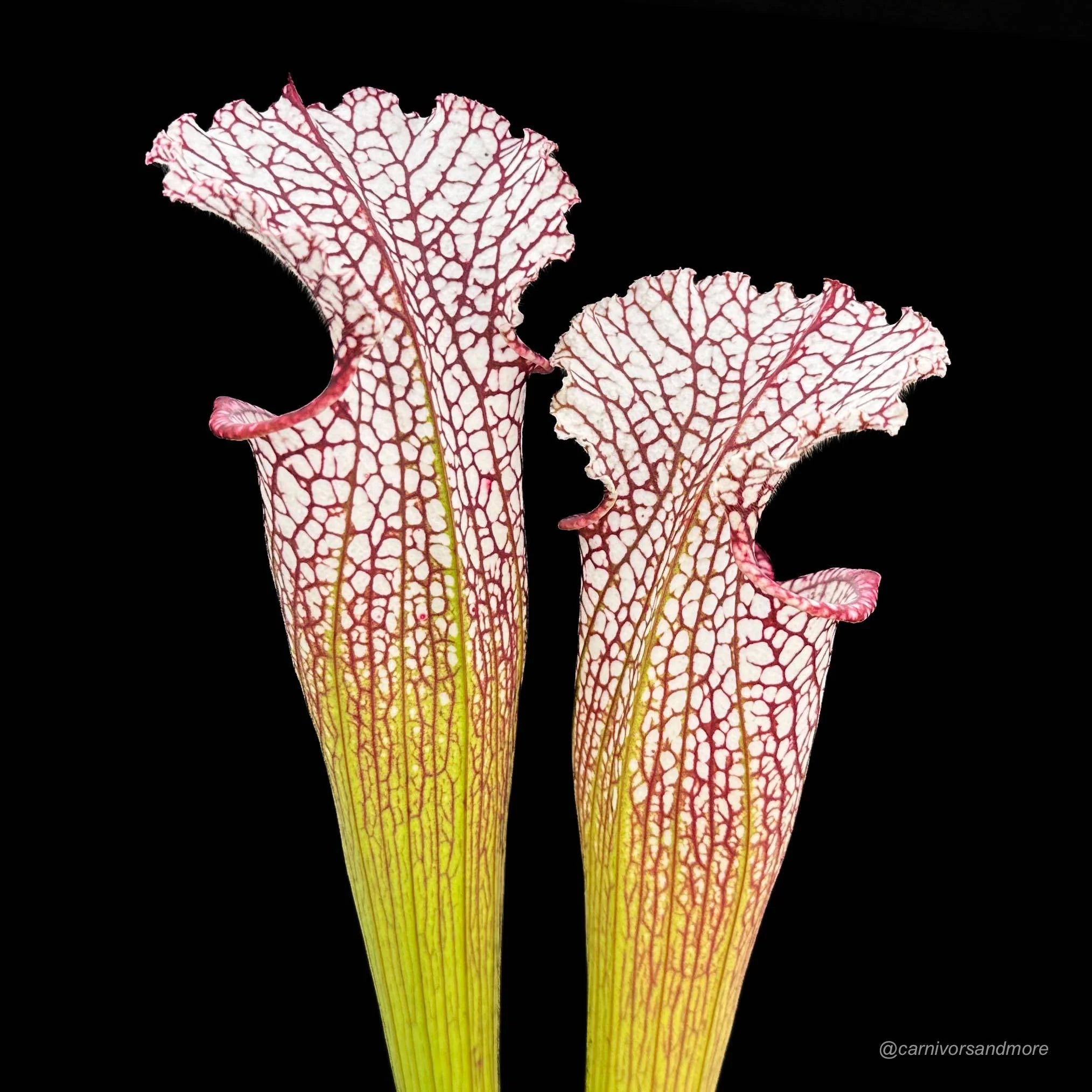 Sarracenia leucophylla, Baldwin Co., Al, MK L 20a 大森食虫植物農園