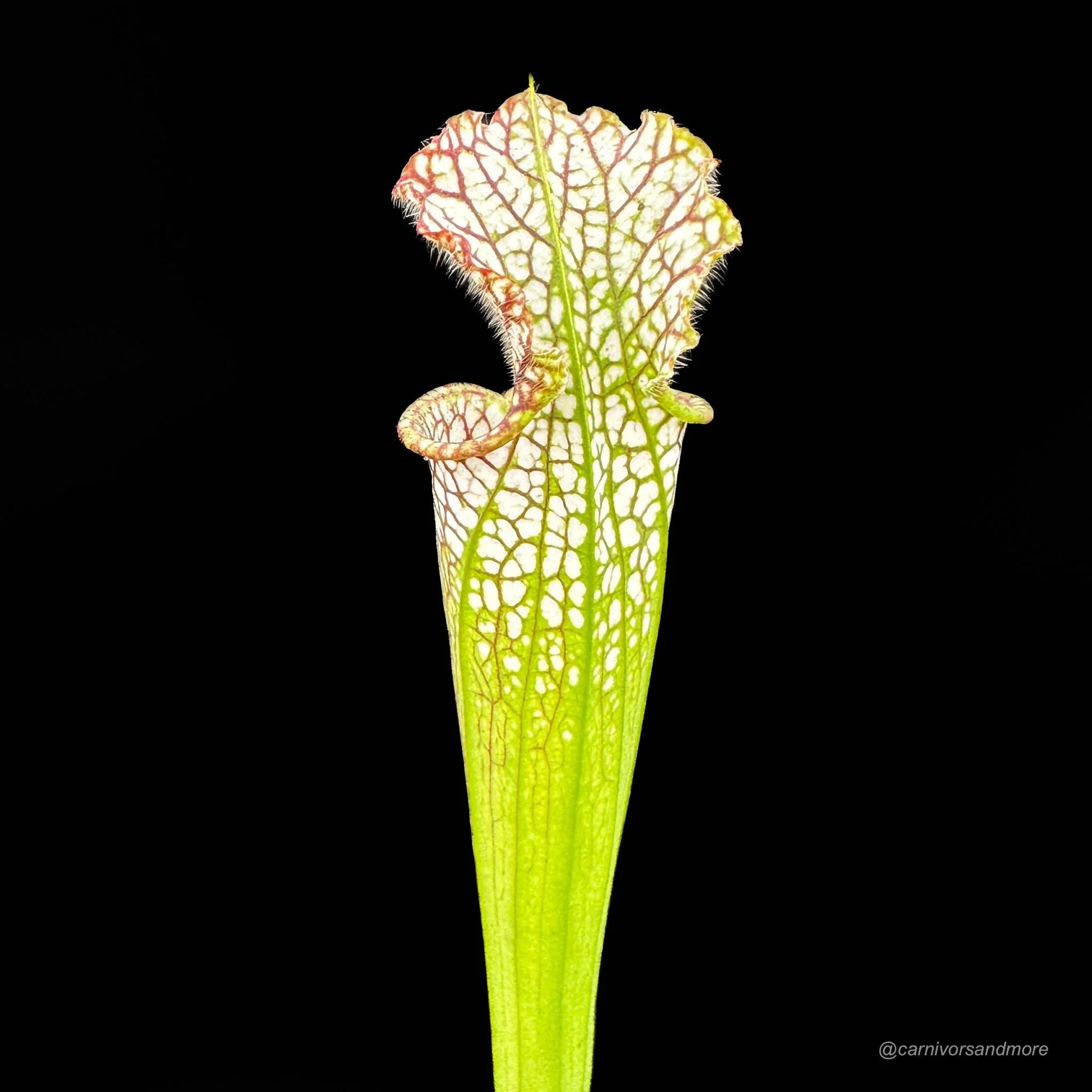Sarracenia leucophylla, Baldwin Co., Al, MK L 20c 大森食虫植物農園