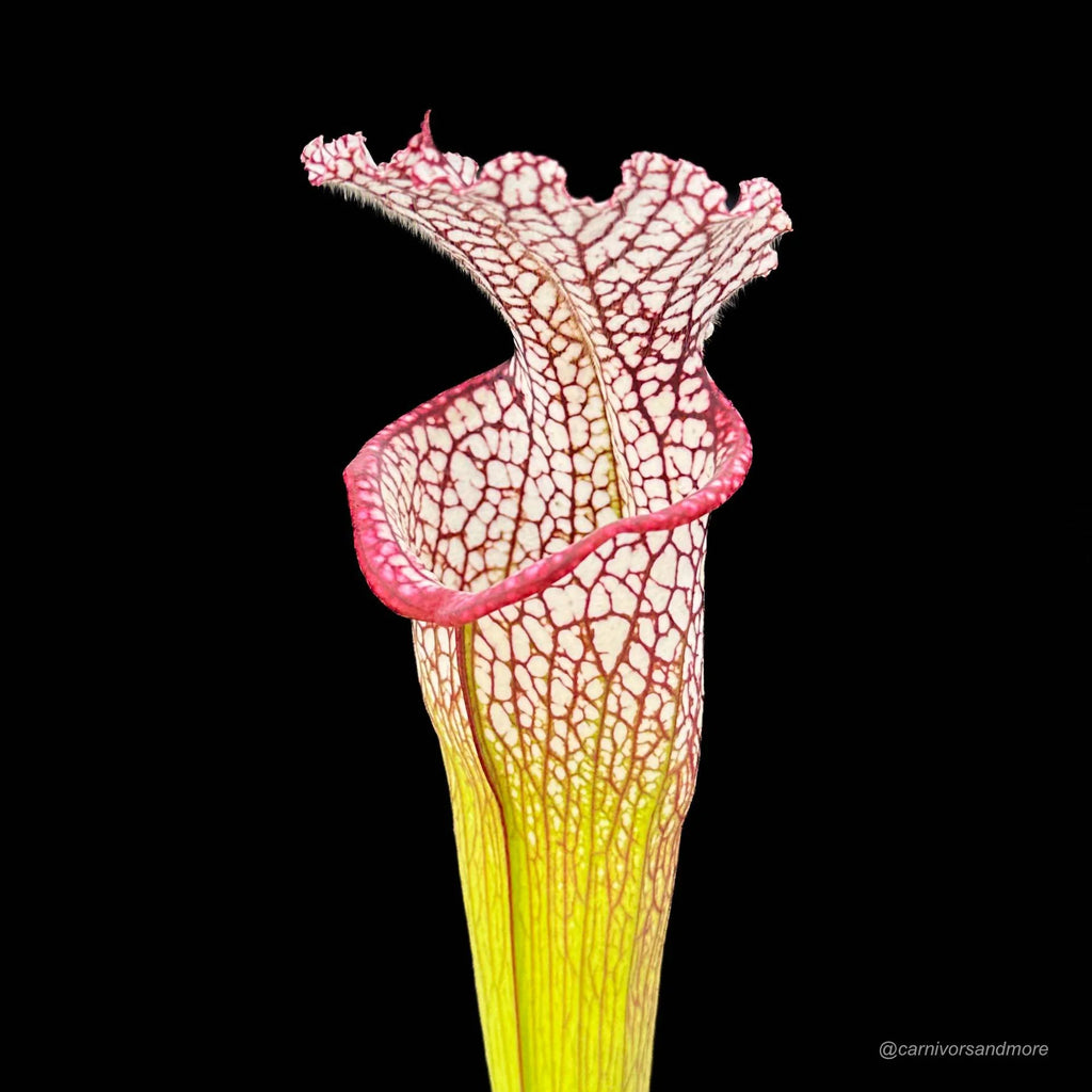 Sarracenia leucophylla, Baldwin Co., Al, MK L 20a 大森食虫植物農園