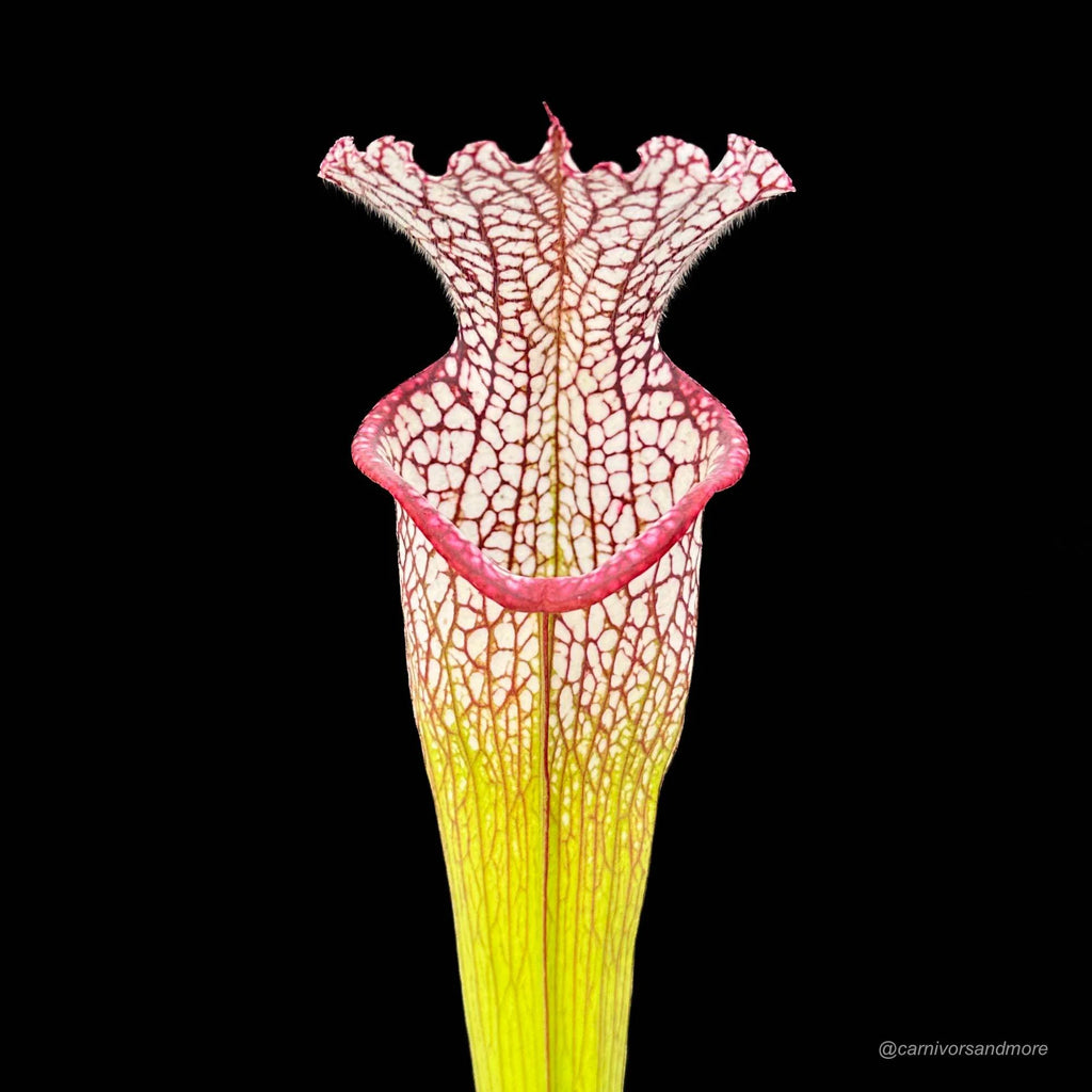 Sarracenia leucophylla, Baldwin Co., Al, MK L 20a 大森食虫植物農園