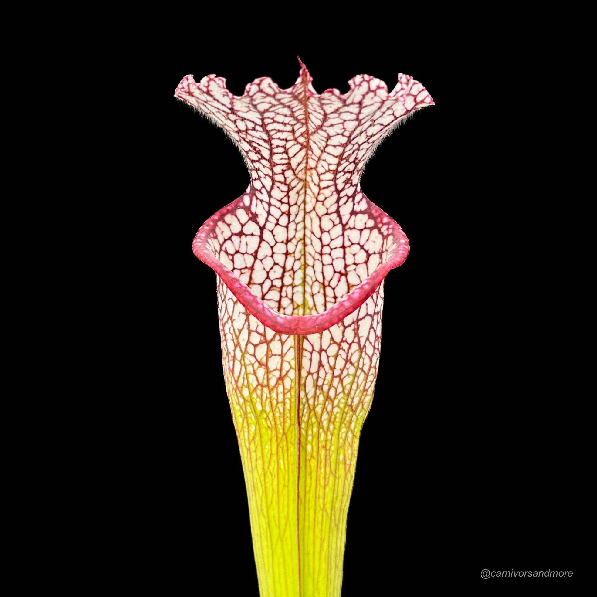 Sarracenia leucophylla, Baldwin Co., Al, MK L 20a 大森食虫植物農園