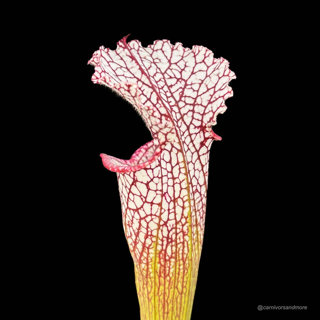Sarracenia leucophylla, Baldwin Co., Al, MK L 20a 大森食虫植物農園