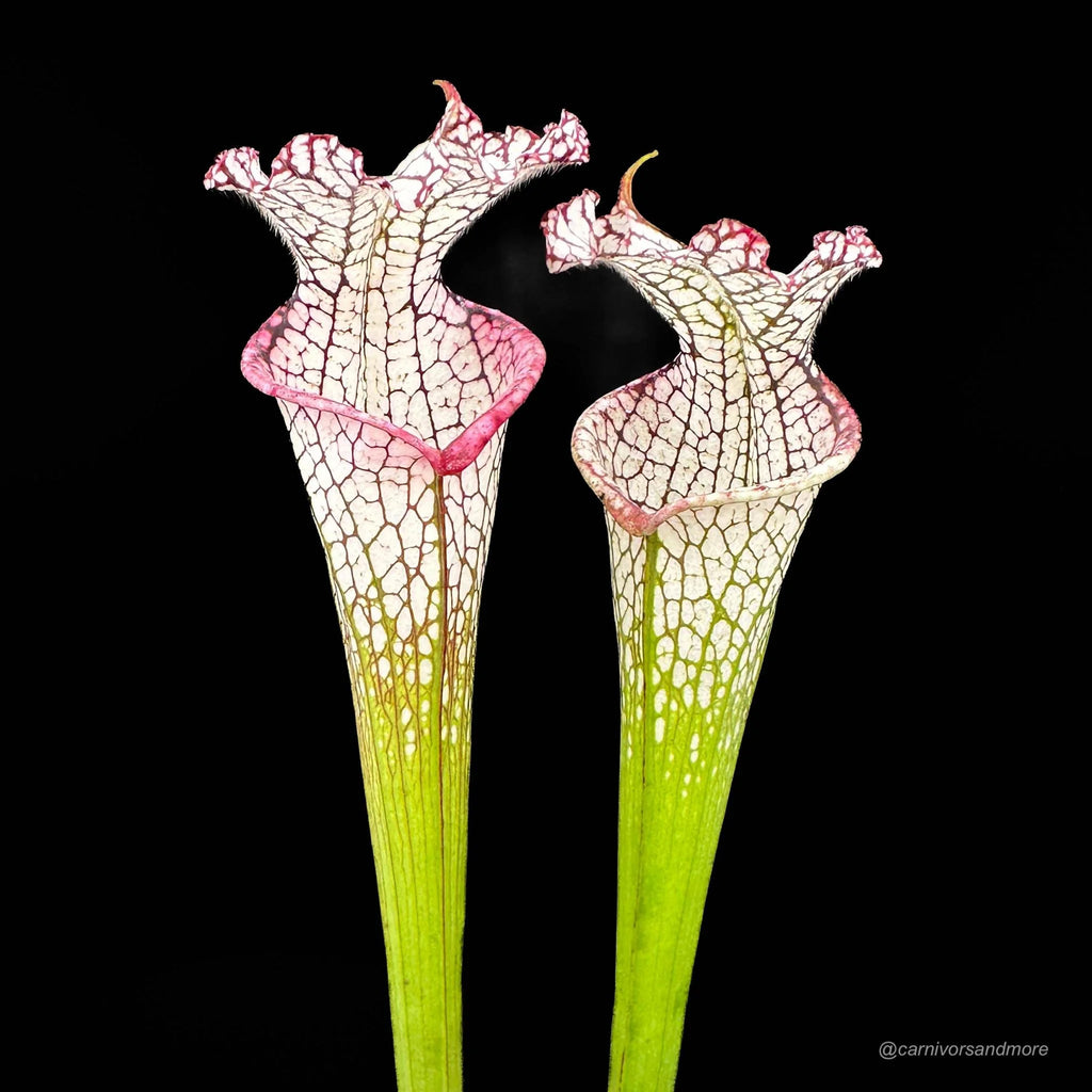 Sarracenia leucophylla “Ben’s Bog“, Baldwin Co., iP L 19 大森食虫植物農園