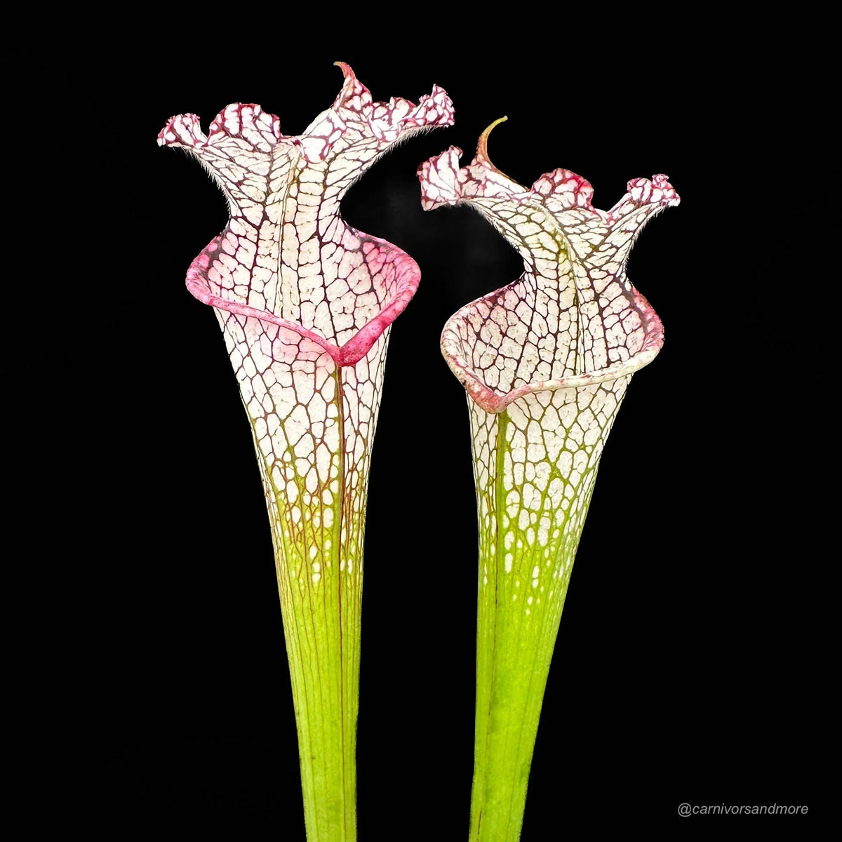 Sarracenia leucophylla “Ben’s Bog“, Baldwin Co., iP L 19 大森食虫植物農園
