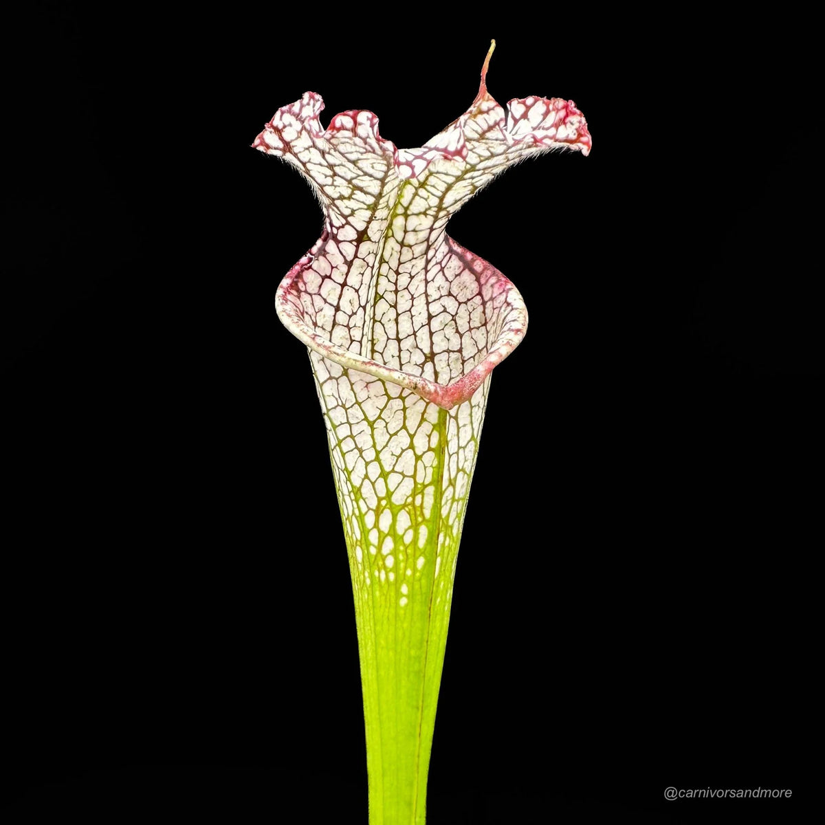 Sarracenia leucophylla “Ben’s Bog“, Baldwin Co., iP L 19 大森食虫植物農園