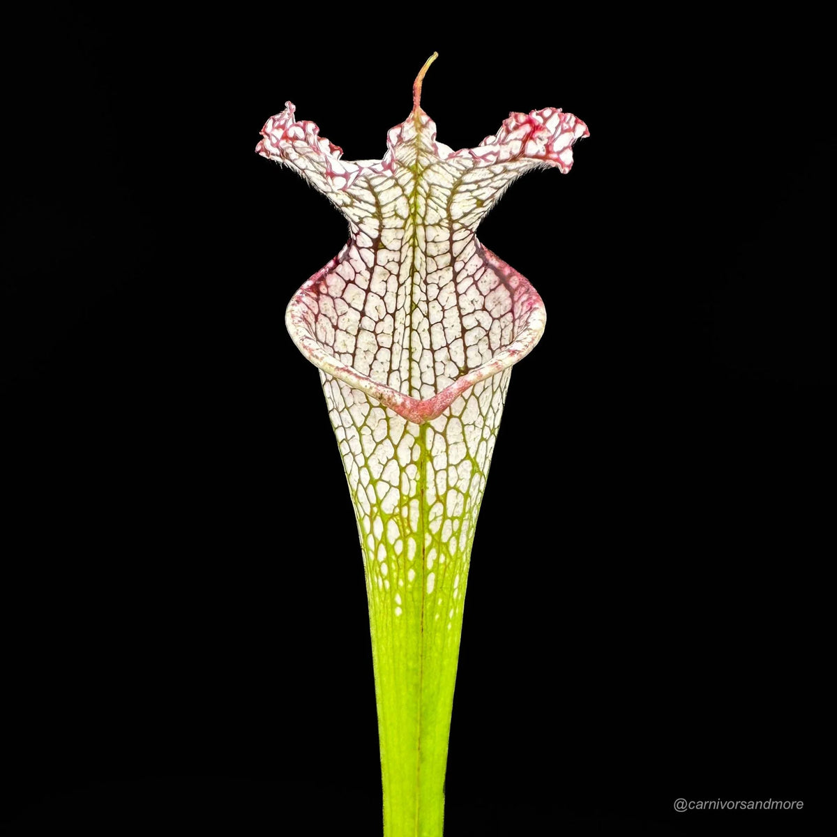 Sarracenia leucophylla “Ben’s Bog“, Baldwin Co., iP L 19 大森食虫植物農園