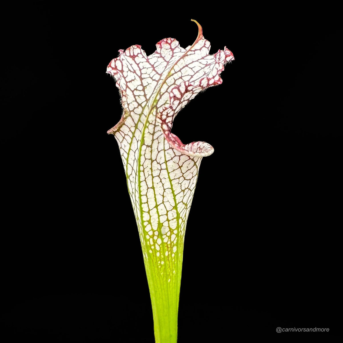 Sarracenia leucophylla “Ben’s Bog“, Baldwin Co., iP L 19 大森食虫植物農園
